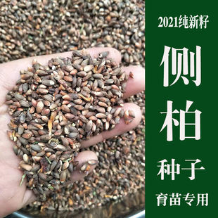 野生侧柏树种子柏树籽侧柏籽扁柏籽松柏树籽育苗行道绿化林木种子