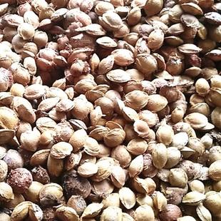 杏树种子山杏种子山杏核 林木种子多年生野山杏 量大从优