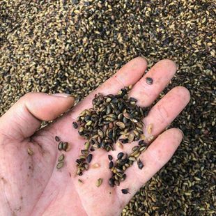 四川厚皮黄柏种子中药材黄柏树超厚川黄柏籽剥皮关黄柏刺黄柏树苗