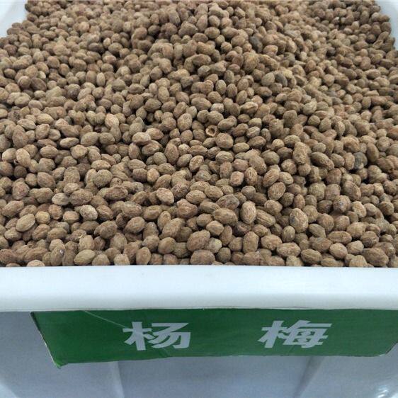 新采摘杨梅种子水果树种子东魁杨梅种子圣生梅白蒂梅树梅包邮