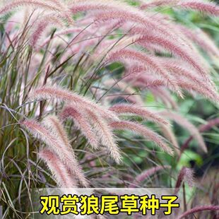 紫穗狼尾草种子四季播室外花海花种绿化紫叶观赏网红狗尾巴草种籽