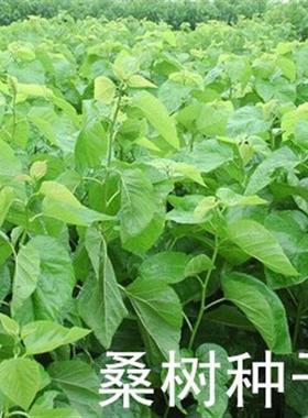 优质 新采 桑树种子 蚕吃的桑叶 养蚕专用桑 蚕桑种子 果桑种子