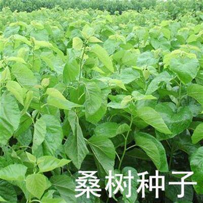优质 新采 桑树种子 蚕吃的桑叶 养蚕专用桑 蚕桑种子 果桑种子