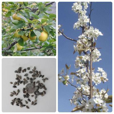 梨树种子林木种籽国产散装四季多年生景观绿化工程观叶种孑