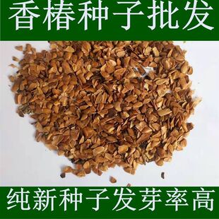 新采香椿种子 红油香椿种子芽苗菜香椿一级精选香椿芽四季蔬菜籽