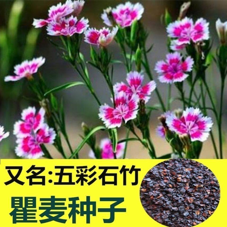 散装瞿麦种子  药材种子  野麦 石柱花 十样景花 巨麦  石竹种子