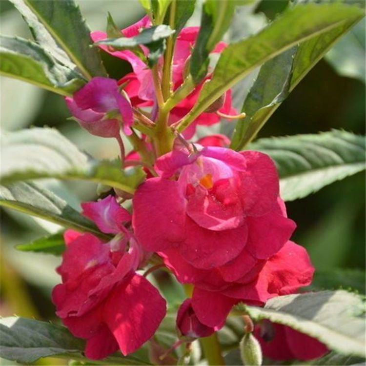 新凤仙花卉种子指甲花籽金凤花茶花凤仙春秋播种易活庭院园艺盆栽