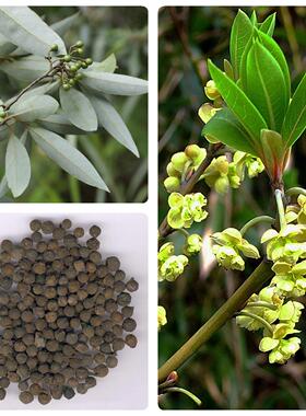 毕澄茄种子澄茄子山苍子大木姜子木香子油用香精荜澄茄山鸡椒种籽