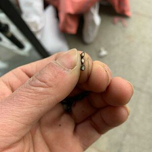 年新黄柏种子厚皮川黄柏树种子药用黄柏当季新籽