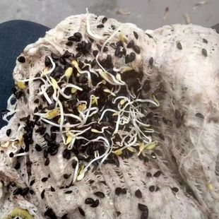 新采黄柏种子柏厚皮黄柏种子黄菠萝绿化行道林木苗木树种子