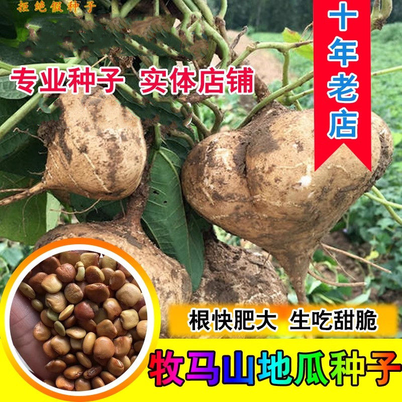 农家自留散装牧马山地瓜种子 凉薯芒光番葛葛薯土瓜沙葛豆薯种子