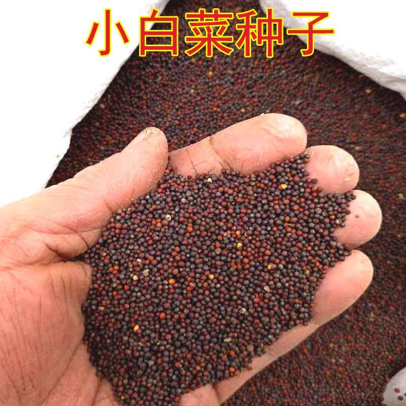 速生小白菜种子小青菜种子蔬菜菜籽 生长迅速营养丰富阳台盆栽