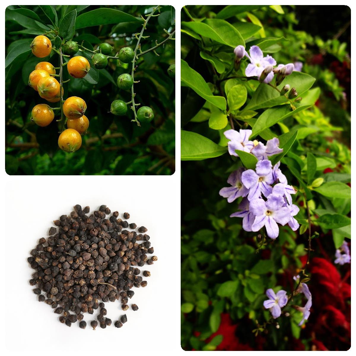 金叶假连翘种子林木种籽黄金叶种子金露花种子黄叶假连翘种子四季