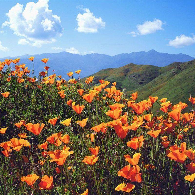 花菱草种子四季种多年生宿根耐寒耐贫瘠花草种子景观花海种子包邮