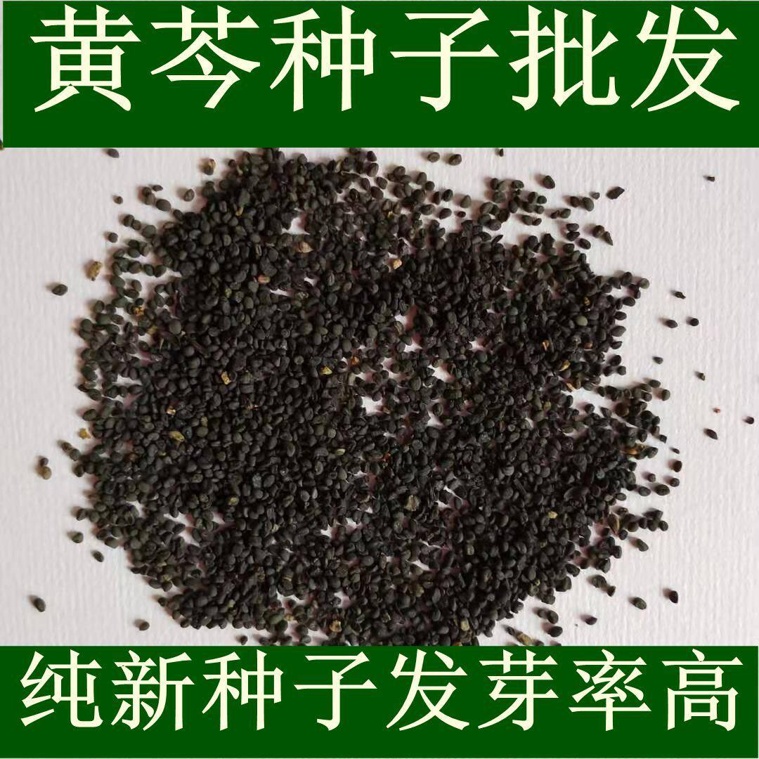 黄芩种籽散装优质中药材黄芩种子春季秋季种植多年生