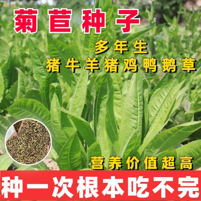 菊苣猪草养殖大叶多年生四季牧草种子羊牛兔鸡鸭鹅猪草种孑鱼再生