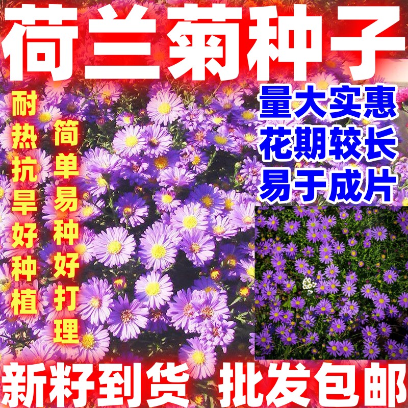 荷兰菊种子四季种易活花种籽子姬小菊花种好看庭院室外阳台盆栽