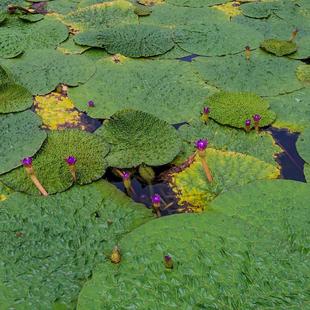 高产芡实种籽鸡头米鸡头果种子苏芡欠实苗茨实鸡头莲梗杂交大颗粒