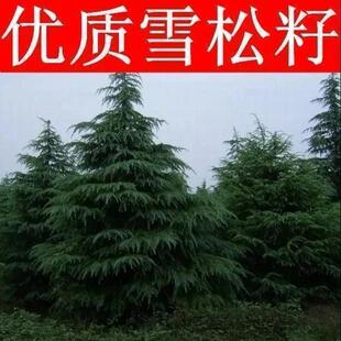 新采摘雪松种子 雪松树种子 印度雪松籽松种子 宝塔松种子易活