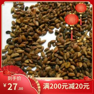 药材黄柏种子川黄柏种子黄檗元柏檗木黄菠萝籽皮厚树木苗木树种子