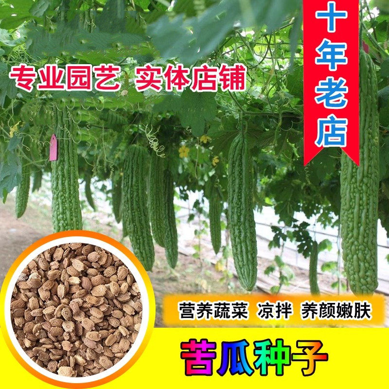 农家自留散装苦瓜种子 高产四季易种白苦瓜 优质早熟黑苦瓜种子