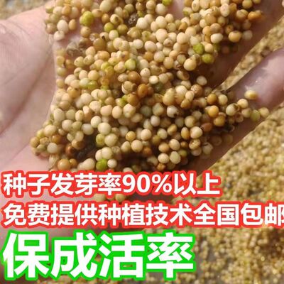 云南黄精种子滇籽老虎姜