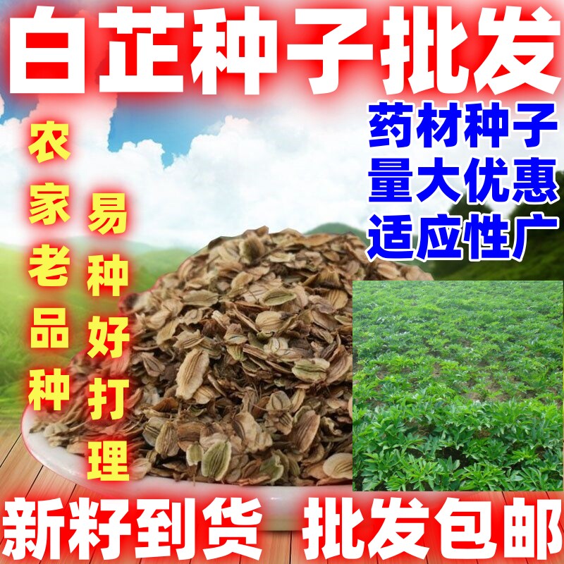 白芷种子四季种植论斤卖庭院田园种植白芷种籽中药材种子白芷子