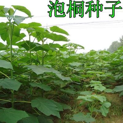 泡桐种子 白花泡桐 大果泡桐 空桐木 水桐 桐木树 紫花树毛 优质