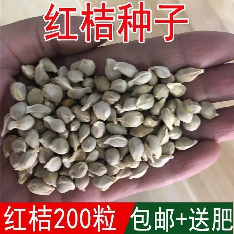 新采枸橘种子枳壳种子枸桔红橘橘子柑橘香橙红桔籽篱笆砧木树种子