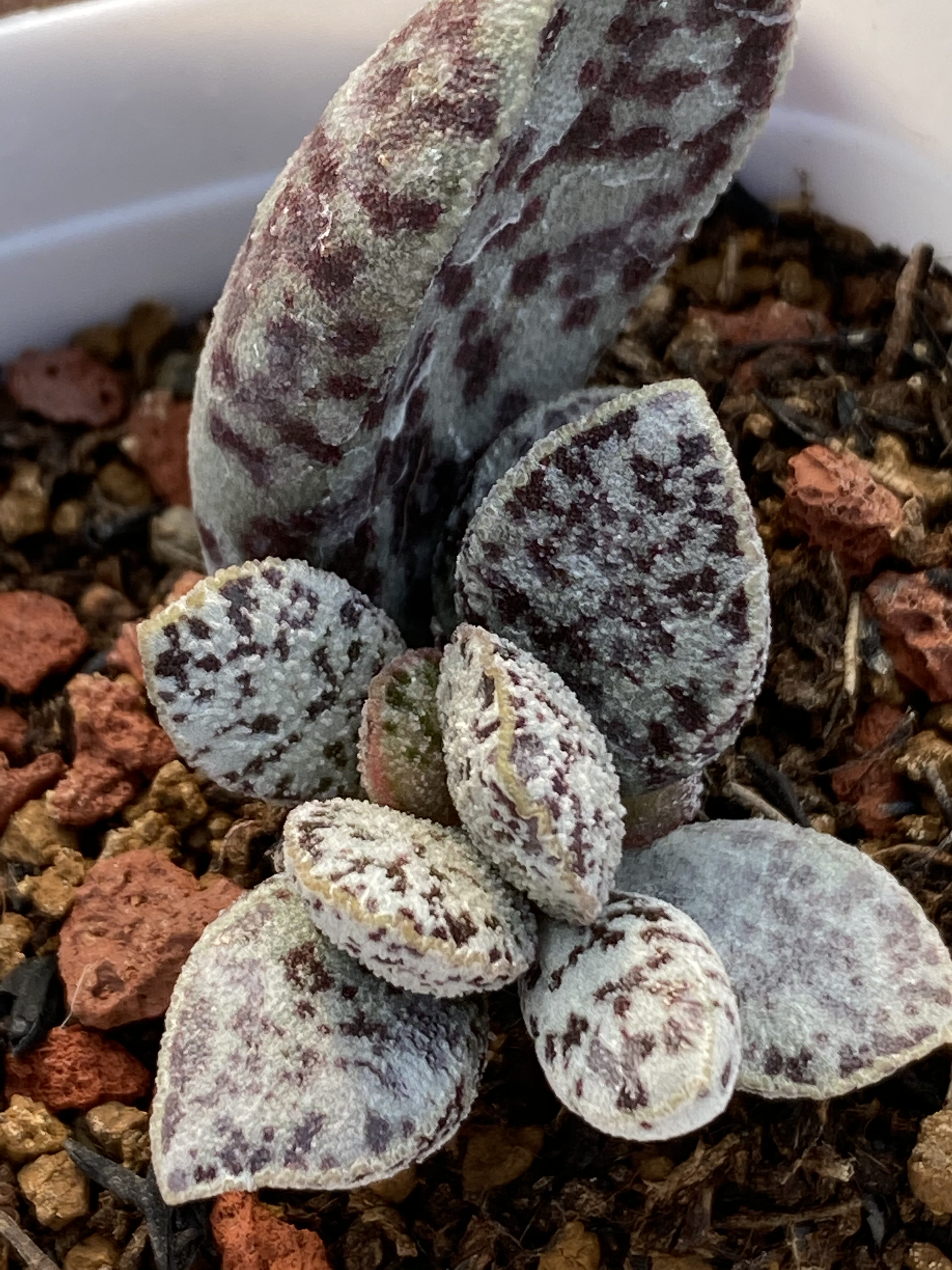 多肉植物白马蛋水泡