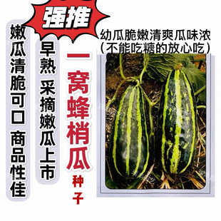 早熟花皮梢瓜种子绿皮酥瓜香脆瓜甜瓜种孑早熟烧瓜酱瓜青皮