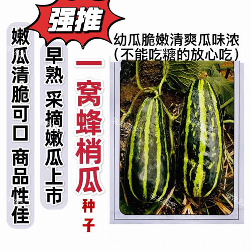早熟花皮梢瓜种子绿皮酥瓜香脆瓜甜瓜种孑早熟烧瓜酱瓜青皮