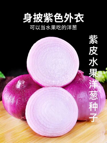 水果洋葱香甜特大紫洋葱种子