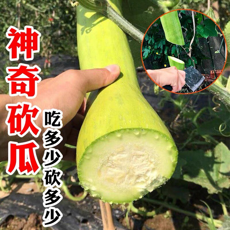 砍瓜种子随吃随砍春夏秋季种植简单