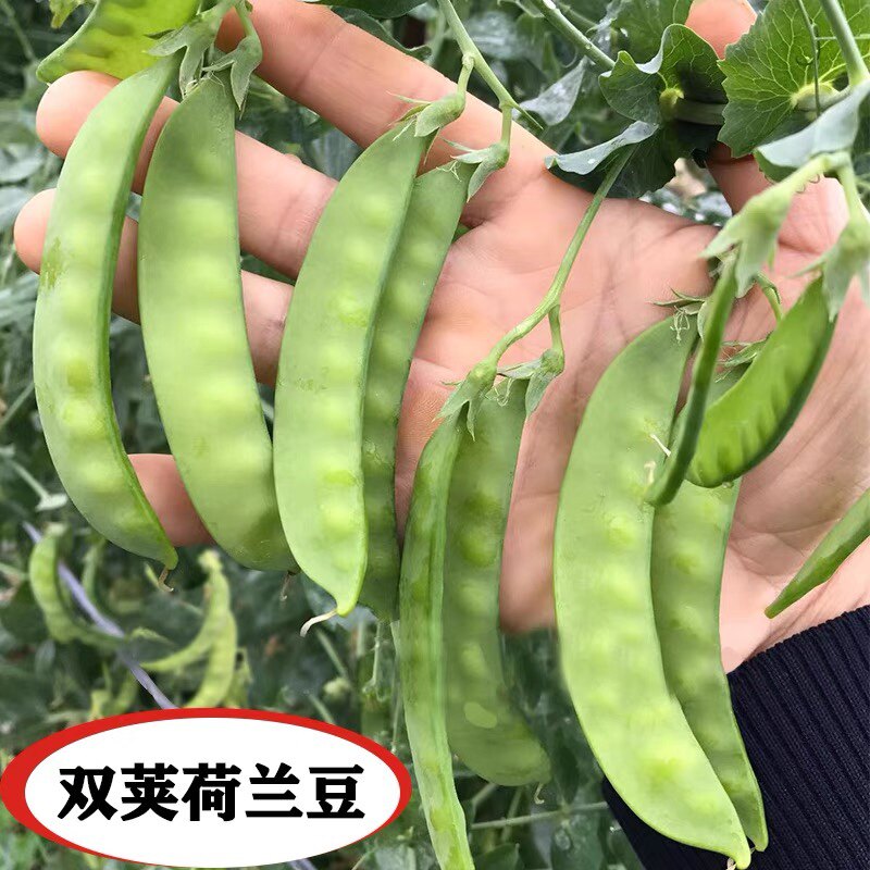荷兰豆种子双荚脆甜豌豆尖种籽四季种植孑农家蔬菜苗种籽菜子大全