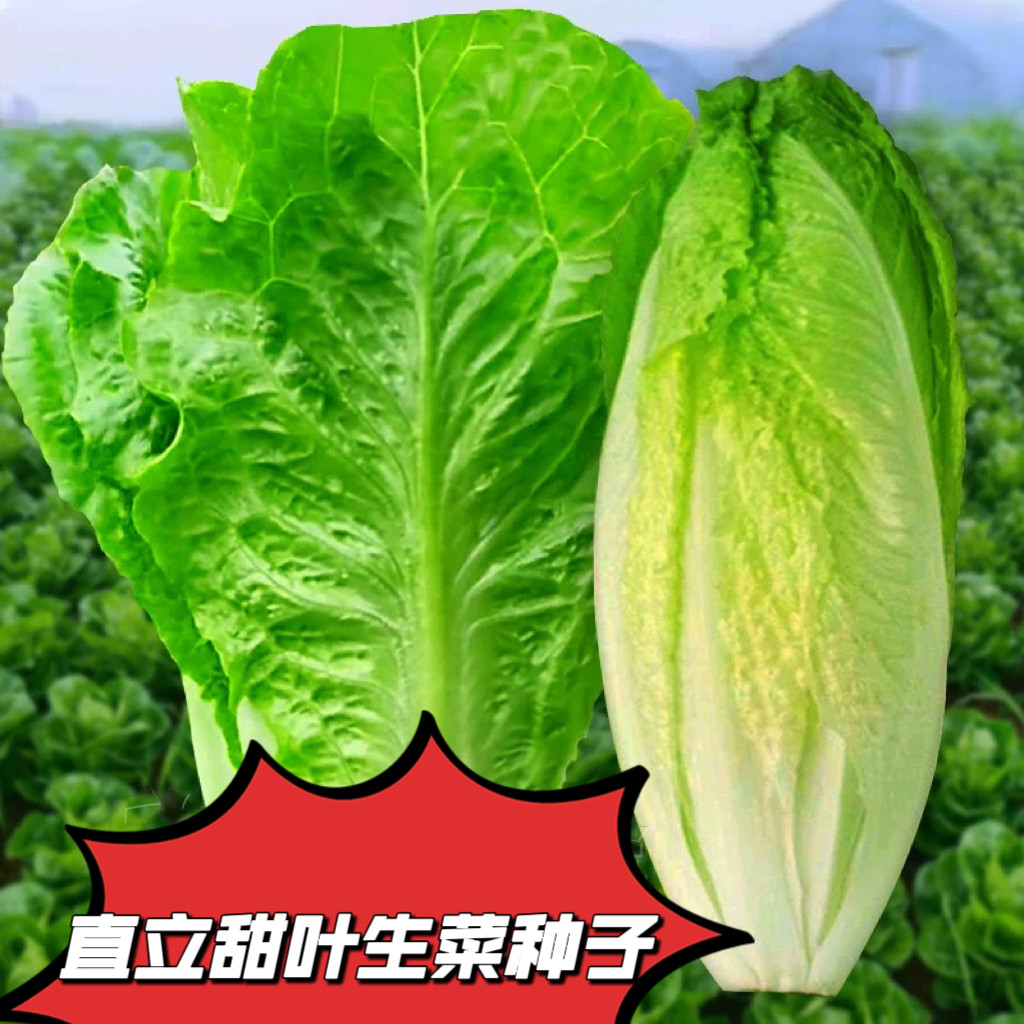 直立甜叶生菜种籽子孑生菜种子速生生菜蔬菜种植菜种籽蔬菜种孑