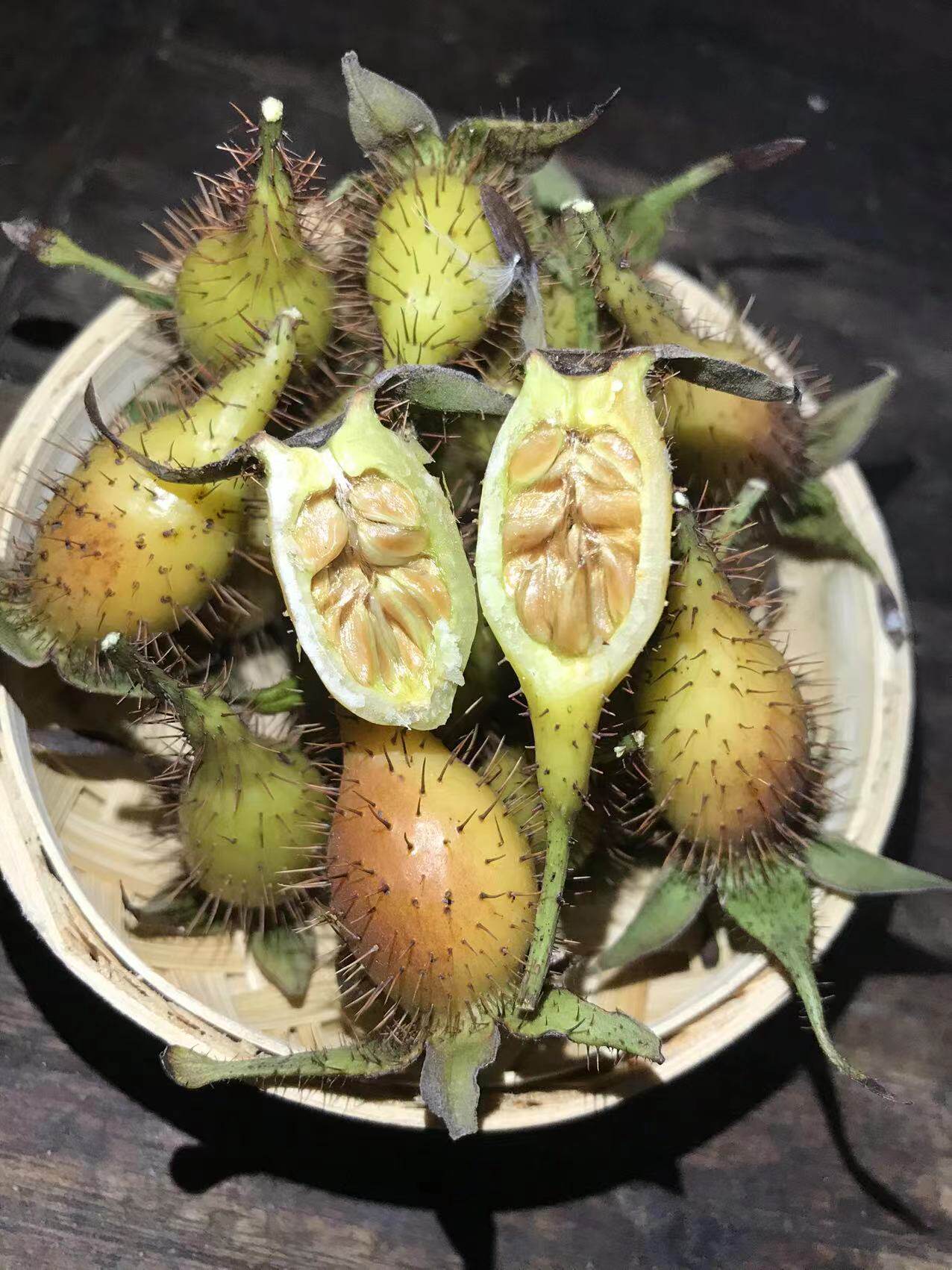 正宗深山青黄金樱子野生新鲜泡酒金樱子鲜果刺梨中药材鲜果山石榴