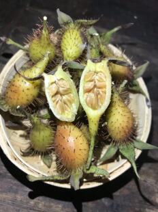 正宗深山青黄金樱子野生新鲜泡酒金樱子鲜果刺梨中药材鲜果山石榴