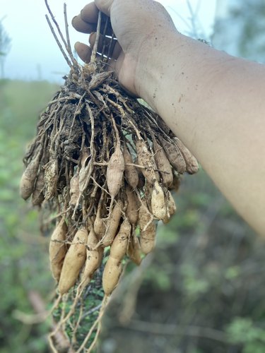 大山纯天然干天门冬正品老店