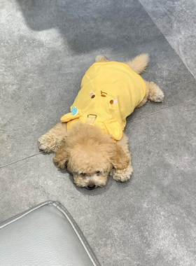 黄色小熊狗狗衣服小型犬带牵引扣小背心泰迪比熊春秋隔凉透气服饰