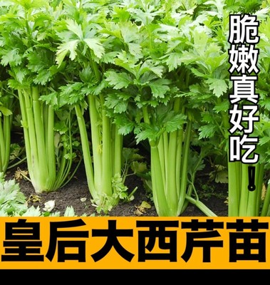 皇后西芹种子苗大芹菜种籽孑四季高产菜苗秧苗菜种蔬菜苗阳台盆栽