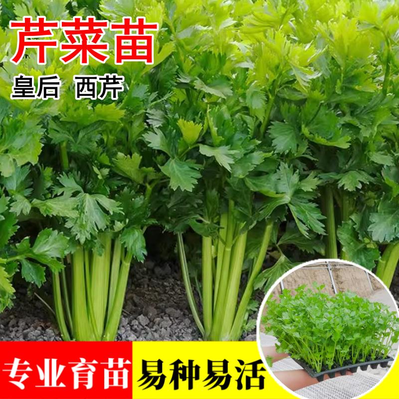 法国皇后芹菜秧苗根脆嫩西芹苗四季小香芹菜苗子种秋冬季阳台盆栽