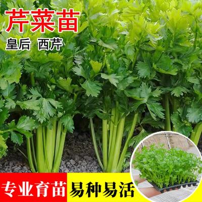 法国皇后芹菜秧苗根脆嫩西芹苗四季小香芹菜苗子种秋冬季阳台盆栽