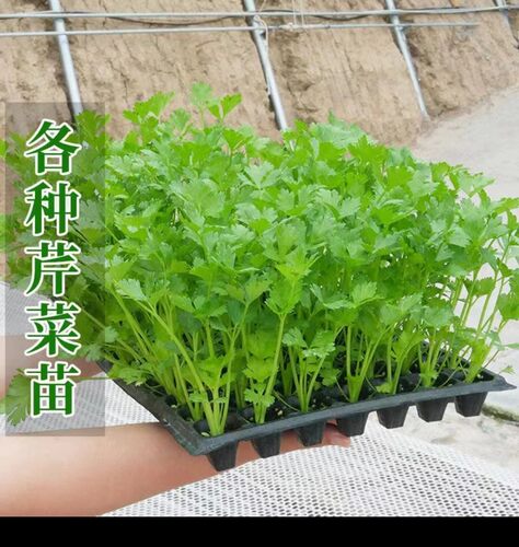 芹菜苗根苗西芹小香芹种子籽根芹山芹水芹菜秧苗农家阳台盆栽菜苗