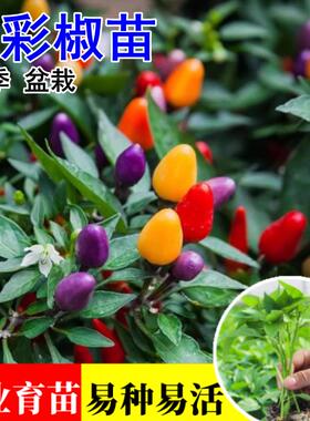 七彩椒苗观赏辣椒苗五彩泡椒苗红色朝天椒苗四季种阳台盆栽苗秧子