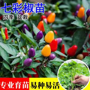 七彩椒苗观赏辣椒苗五彩泡椒苗红色朝天椒苗四季种阳台盆栽苗秧子