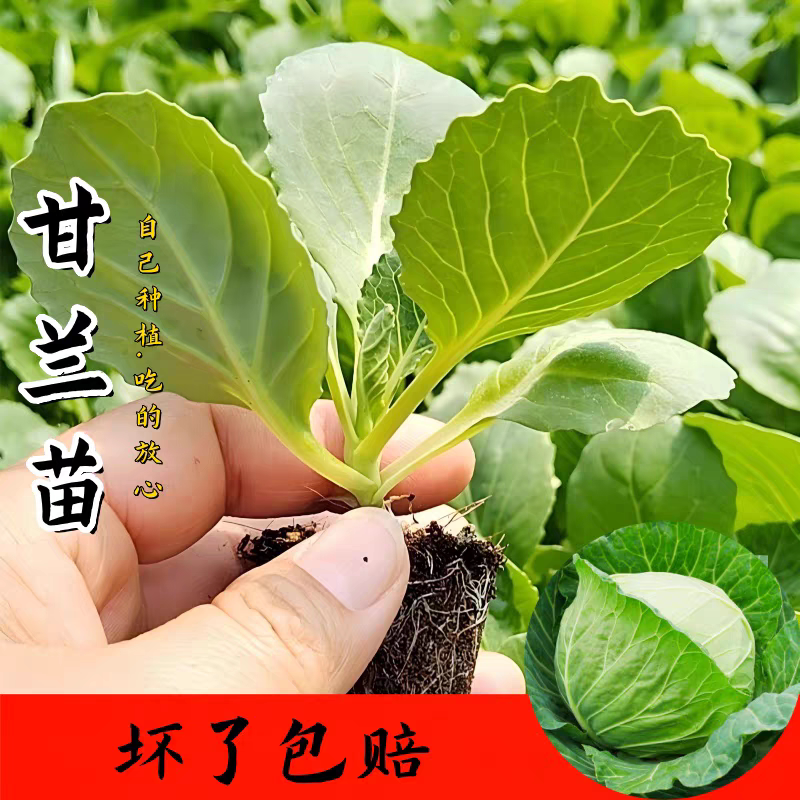 绿甘蓝苗紫甘蓝牛心包心菜苗种籽高产大田种植卷心菜大头菜盆栽苗
