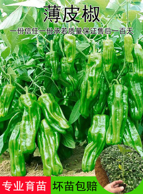 薄皮辣椒苗秧苗大果虎皮青椒苗微辣皱皮泡椒苗四季菜园盆栽南方种