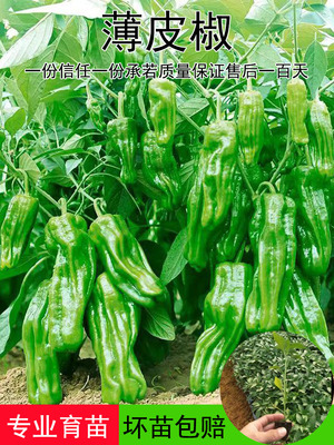 薄皮辣椒苗秧苗大果虎皮青椒苗微辣皱皮泡椒苗四季菜园盆栽南方种