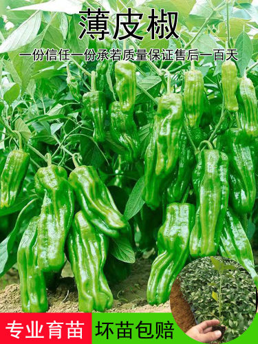 薄皮辣椒苗秧苗大果虎皮青椒苗微辣皱皮泡椒苗四季菜园盆栽南方种